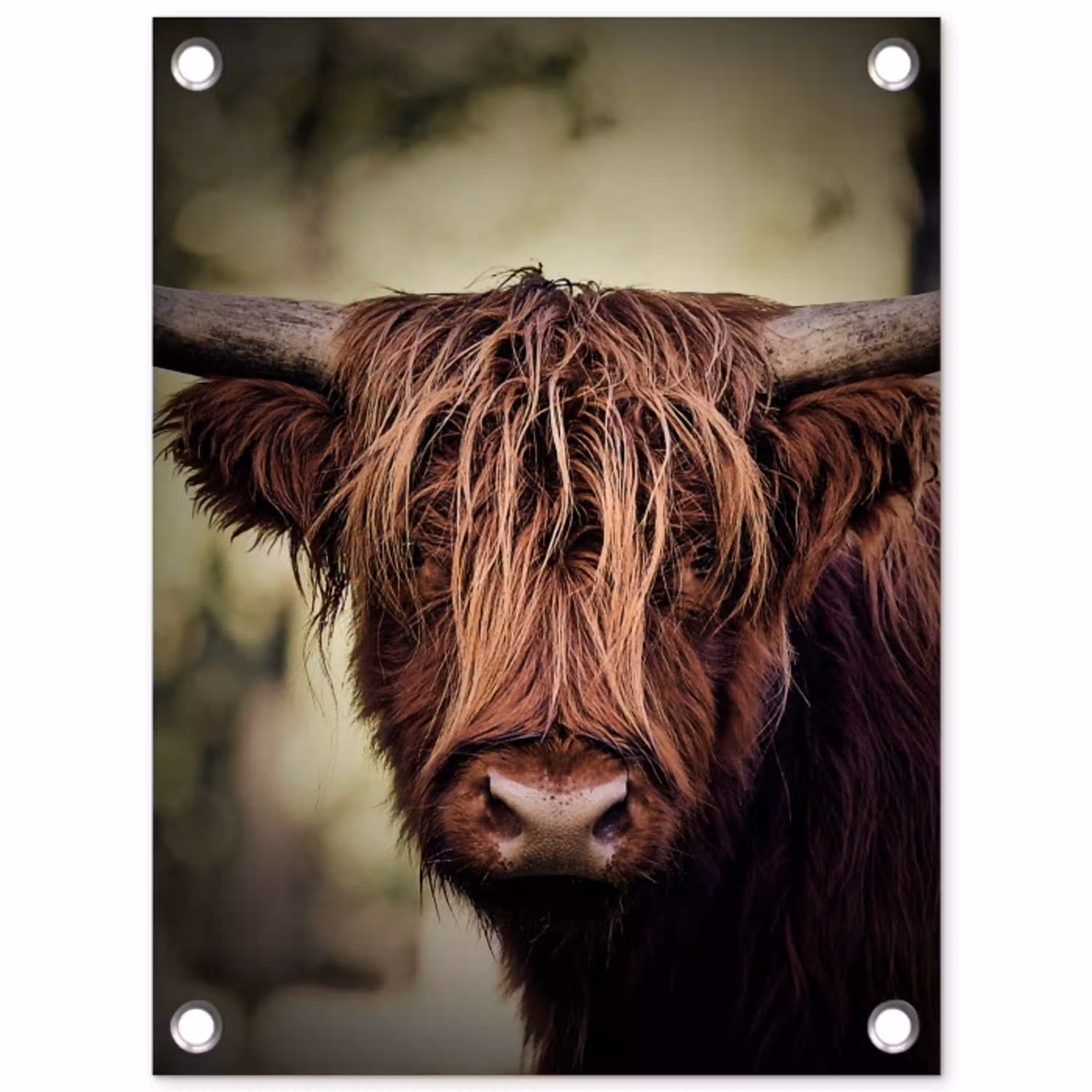 Majestueuze Hooglander in het Donker tuinposter los doek klein -3d