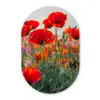 Klaproos - Bloemen - Wilde bloemen Wandcirkel Ovaal Forex klein -3d