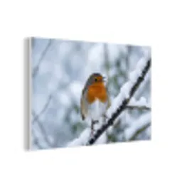 Roodborstje - Tak - Sneeuw - Winter - Levendig forex 5mm xxl -3d
