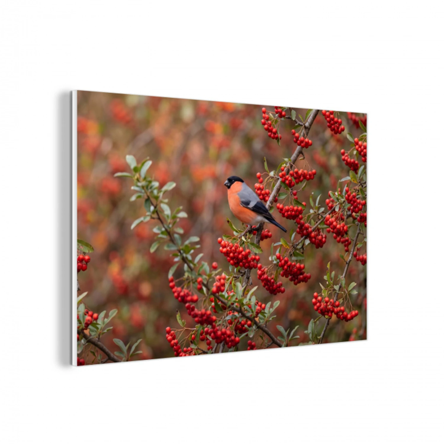 Goudvink - Bessen - Herfst - Natuur - Kleurrijk forex 5mm xxl -3d