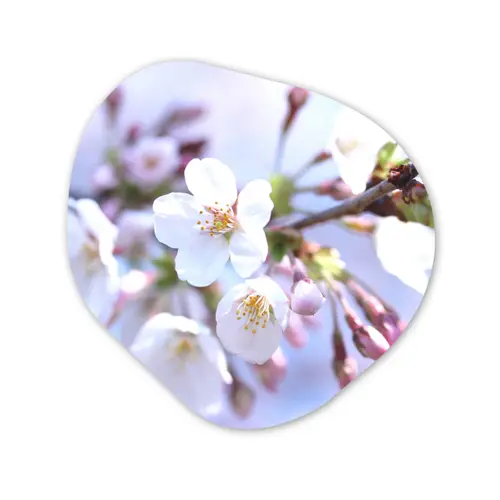 Bloemen - Sakura - Tak - Bloesem takken Wandcirkel Organisch Forex 3mm klein -3d