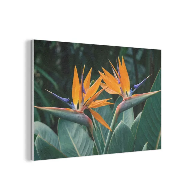 Akoestisch schilderij - Paradijsvogel - Bloem - Exotisch