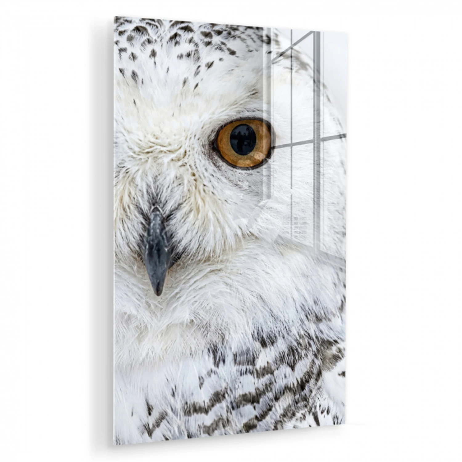 Sneeuwuil - Oog - Wildlife - Wit plexiglas 5mm klein -zzzproduct_nieuw