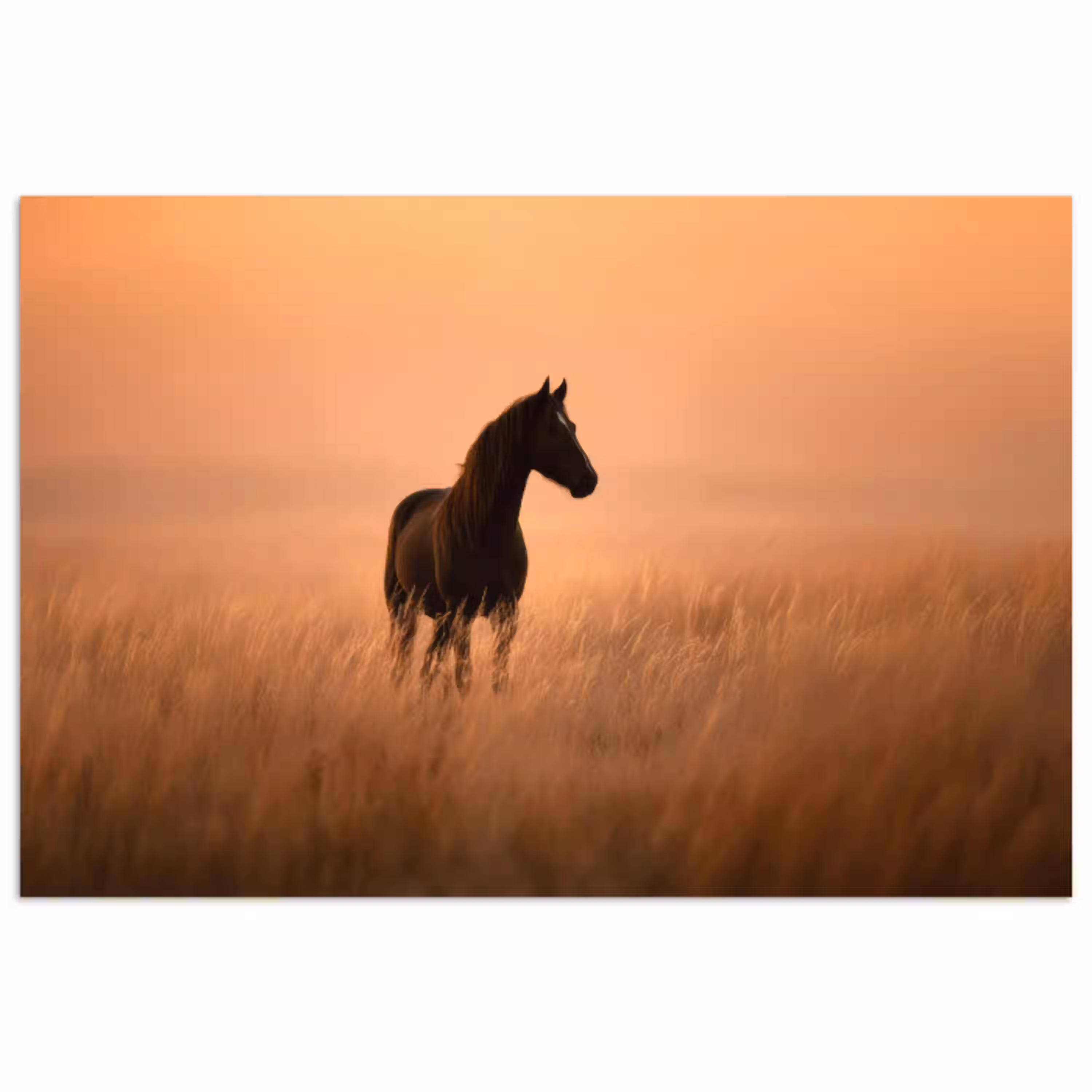 Paard - Grasveld - Zonsondergang poster papier klein -3d