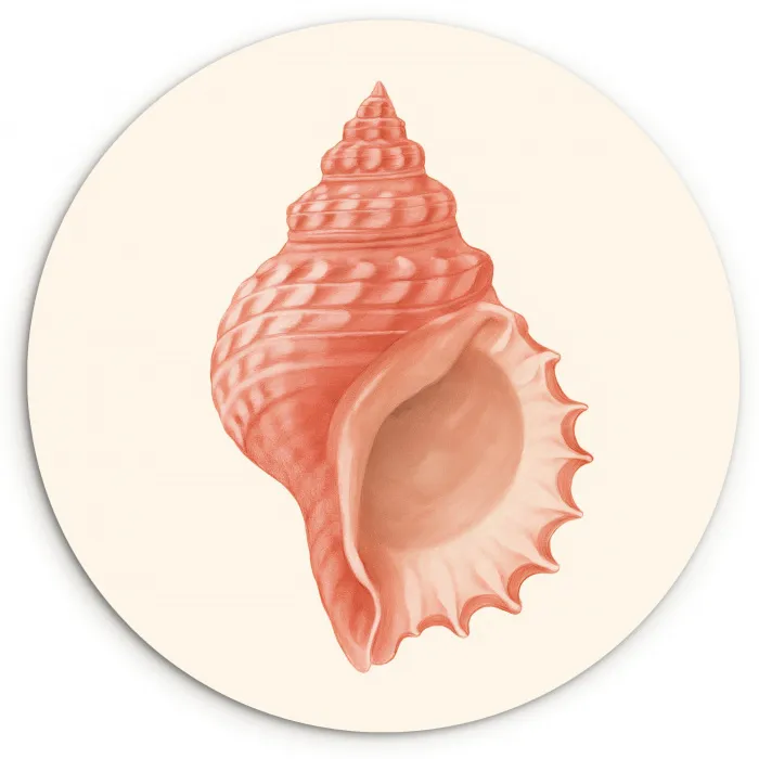 Schelp - Roze - Structuur Wandcirkel kunststof plaat 5mm dik klein -3d