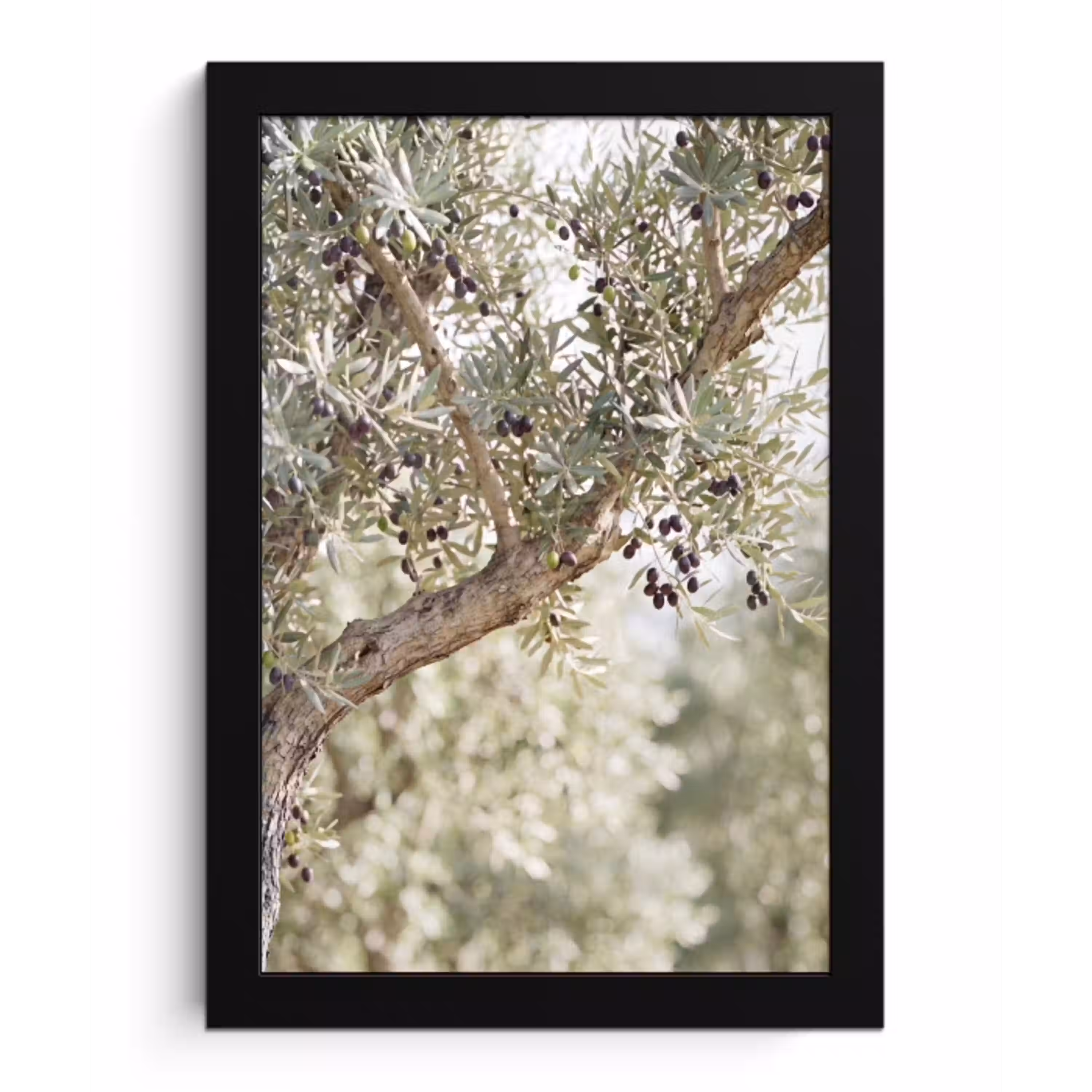 Olijfboom - tak - groen fotolijst zwart zonder passe partout klein -3d