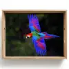 Felgekleurd - Papegaai - Bos - Vleugels Dienblad Rechthoek middel -z3d_shopping
