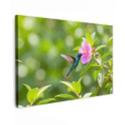 Kolibrie - Bloem - Natuur - Groen canvas 2cm klein -z3d