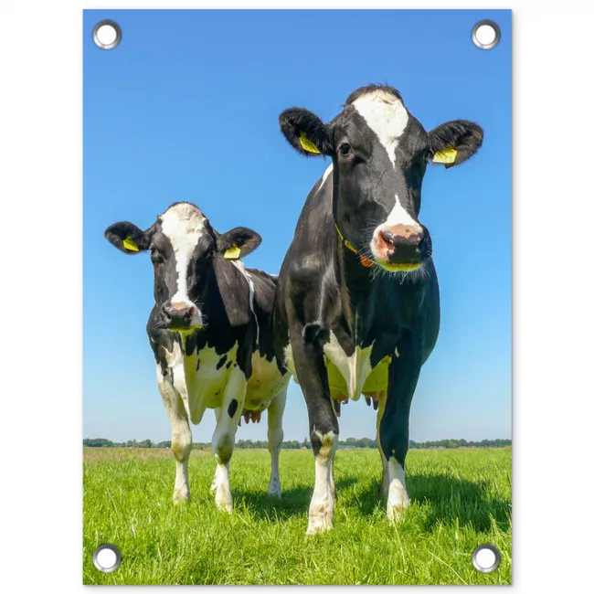 Koeien op een zonnige dag in de wei tuinposter los doek klein -3d