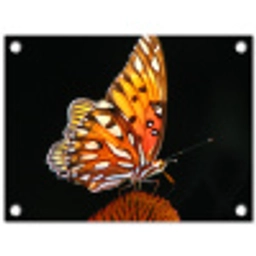 Vlinder op bloem tuinposter los doek klein -3d