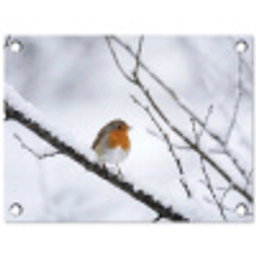 Roodborstje - Tak - Sneeuw - Winter - Levendig tuinposter los doek klein -3d