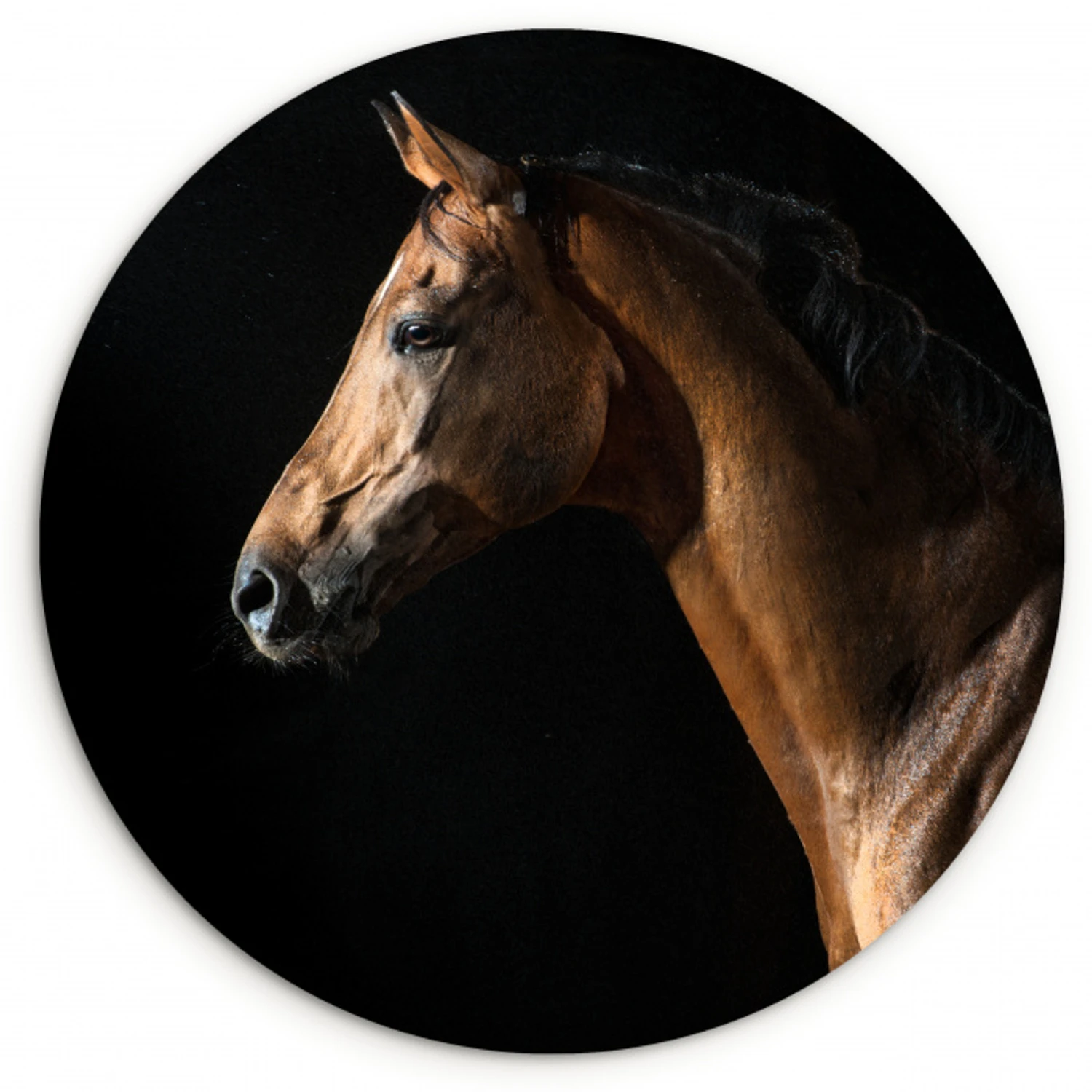 Paard - Dieren - Nacht - Zwart Wandcirkel kunststof plaat 5mm dik klein -3d