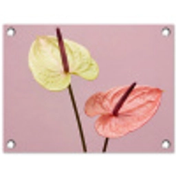 Bloemen - Anthuriums - Geel - Roze tuinposter los doek klein -3d