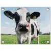 Koeien Close-up tuinposter los doek klein -3d