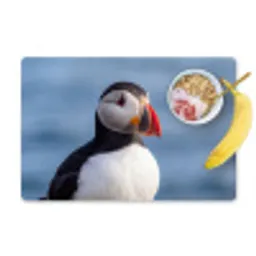 Papegaaiduiker - Portret - Natuur Placemat vinyl groot -zzzproduct_Kitchenyeah-website