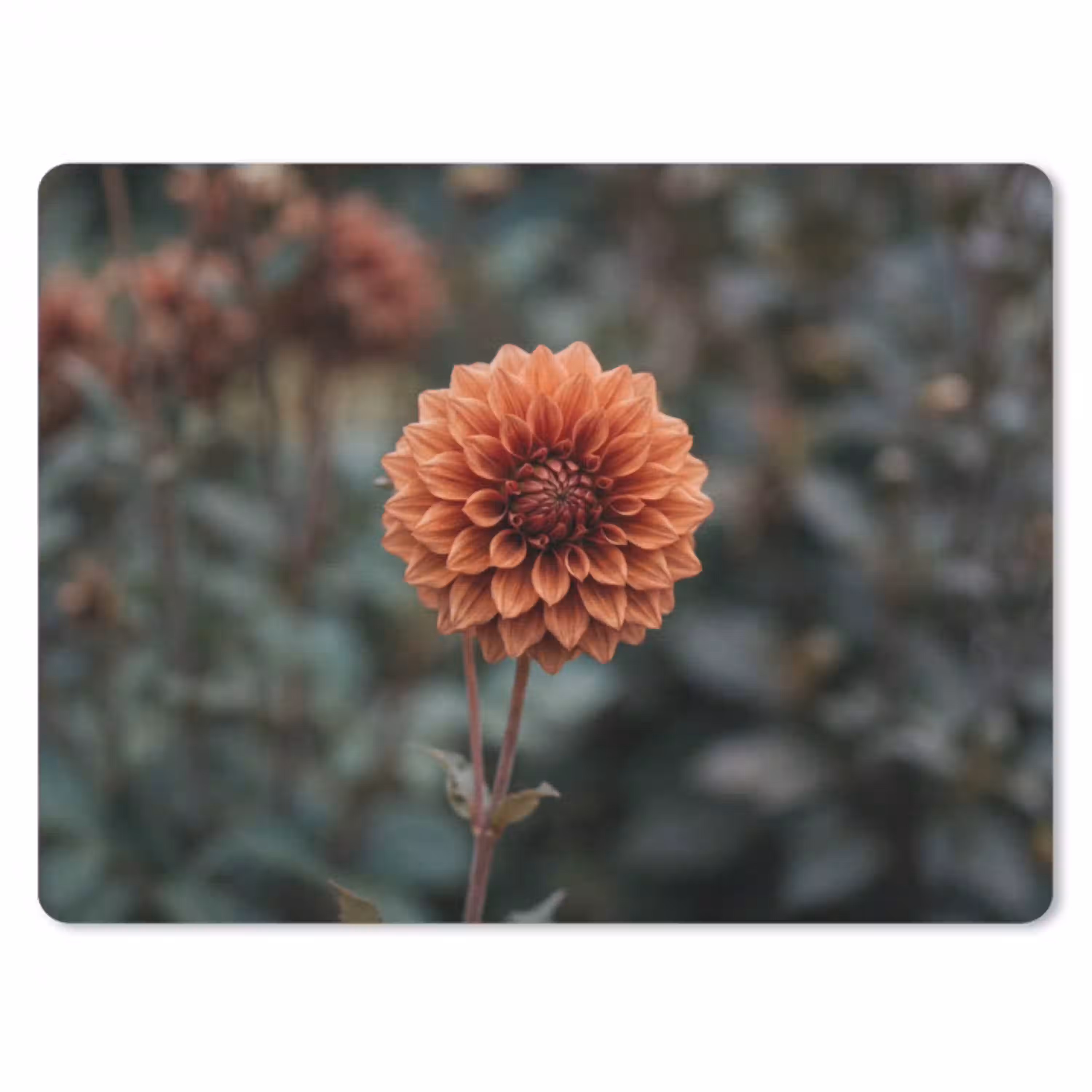 Dahlia - Bloem - Natuur - Sfeervol muismat rubber klein -3d