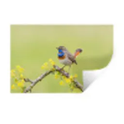 Vogel - Tak - Natuur - Kleurrijk Muursticker klein -3d
