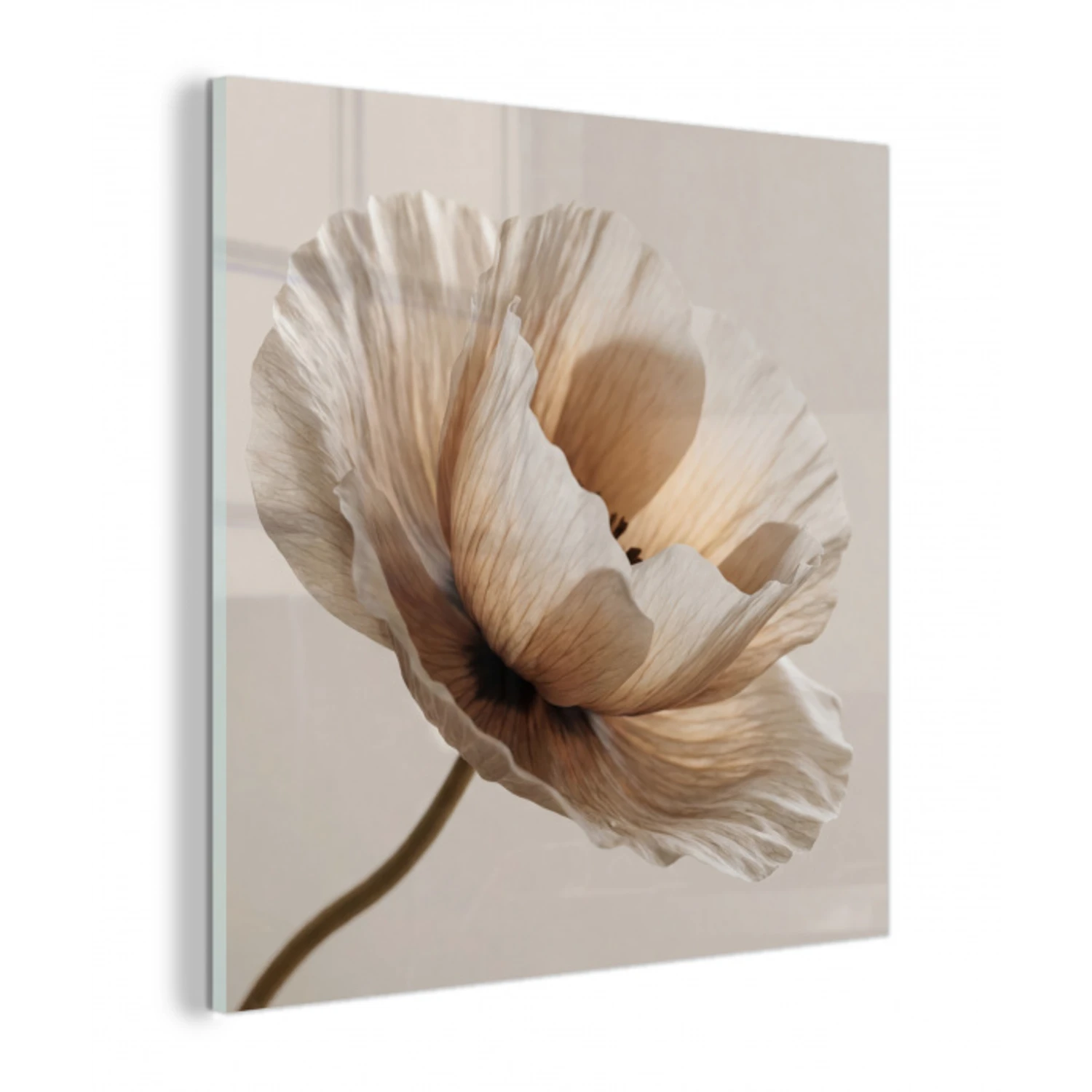 Bloem - Beige - Crème plexiglas 5mm klein -z3d