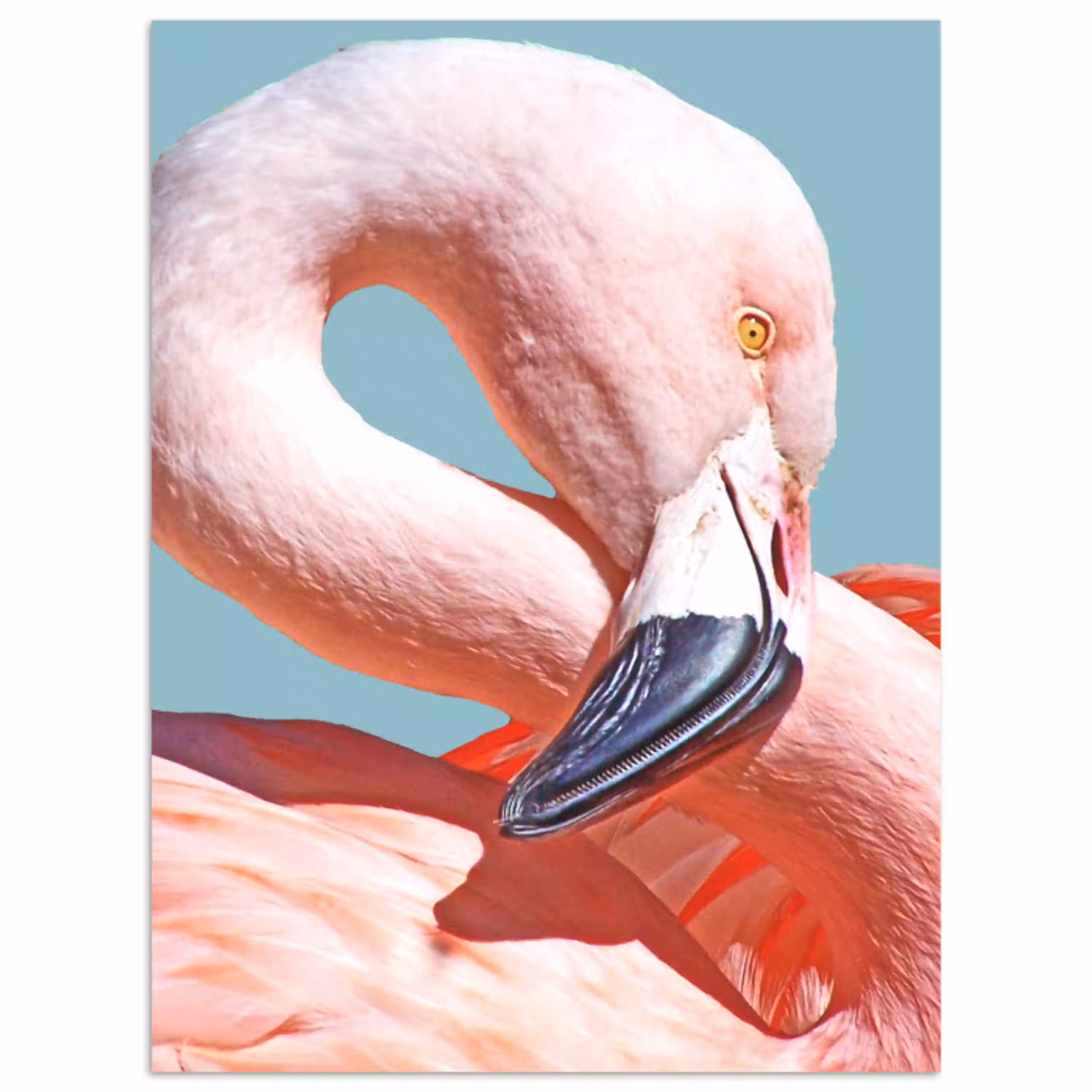 Close-up flamingo poster papier klein -3d