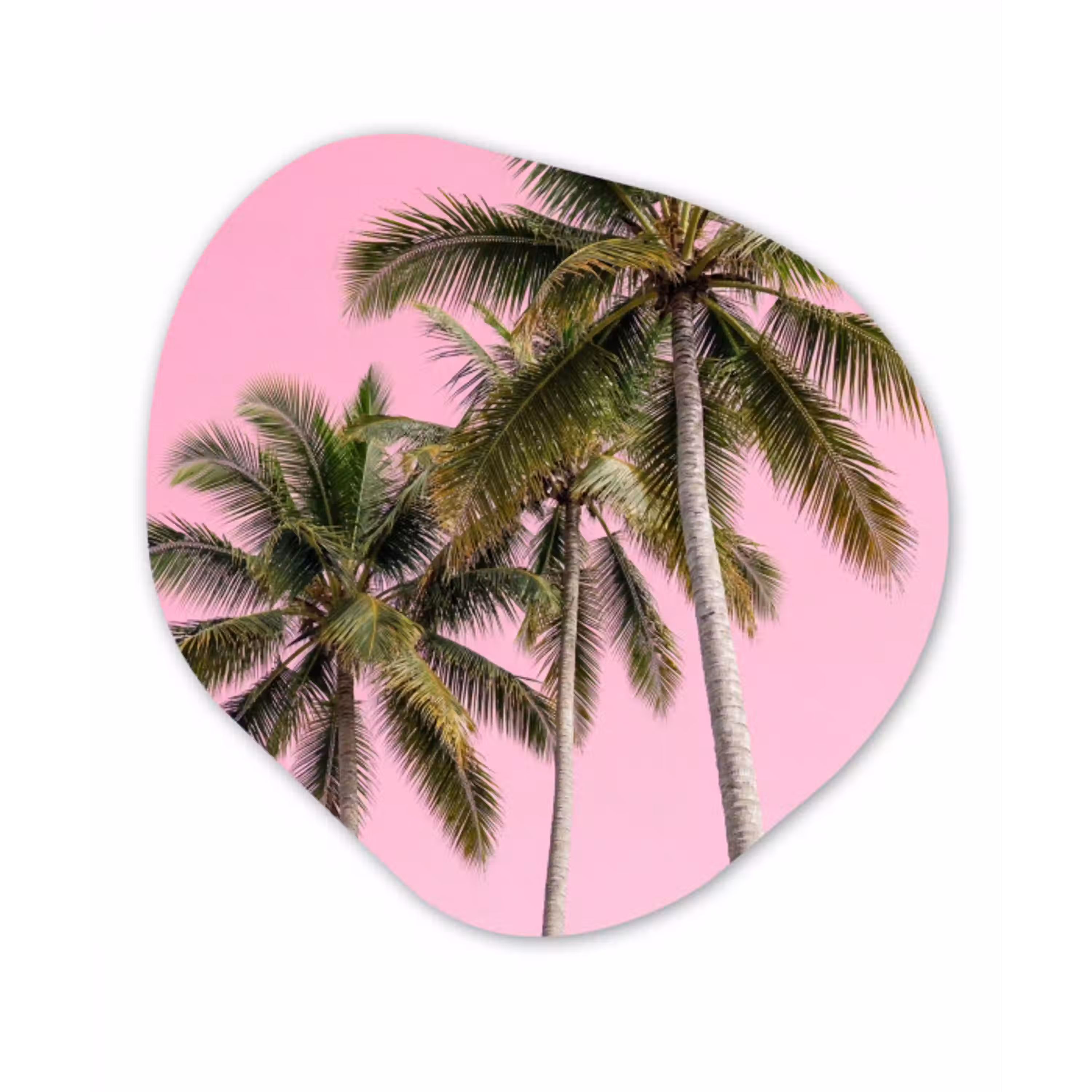 Palmboom - Tropisch - Pink Wandcirkel Organisch Forex 3mm klein -3d