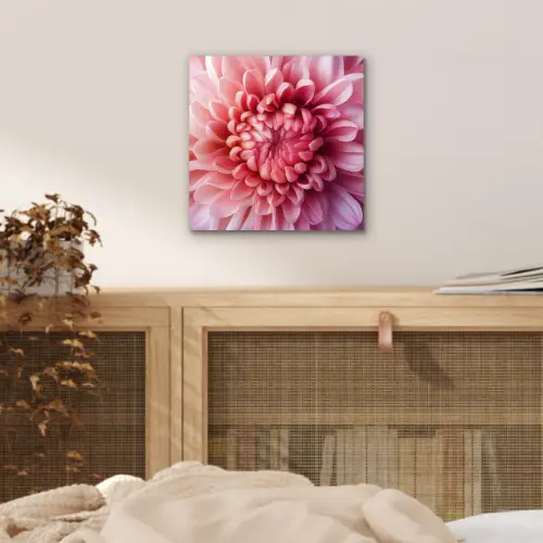 Dahlia - Bloem - Close up - Roze aluminium wit klein -sfeer3