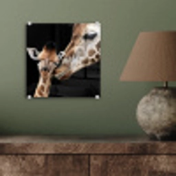 Giraffe - Dieren - Zwart - Portret - Dieren plexiglas 5mm klein -sfeer3