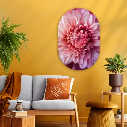 Dahlia - Bloem - Close up - Roze Wandcirkel Ovaal Glas middel -sfeer4