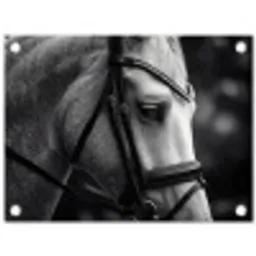 Paard - Schimmel - Portret tuinposter los doek klein -3d