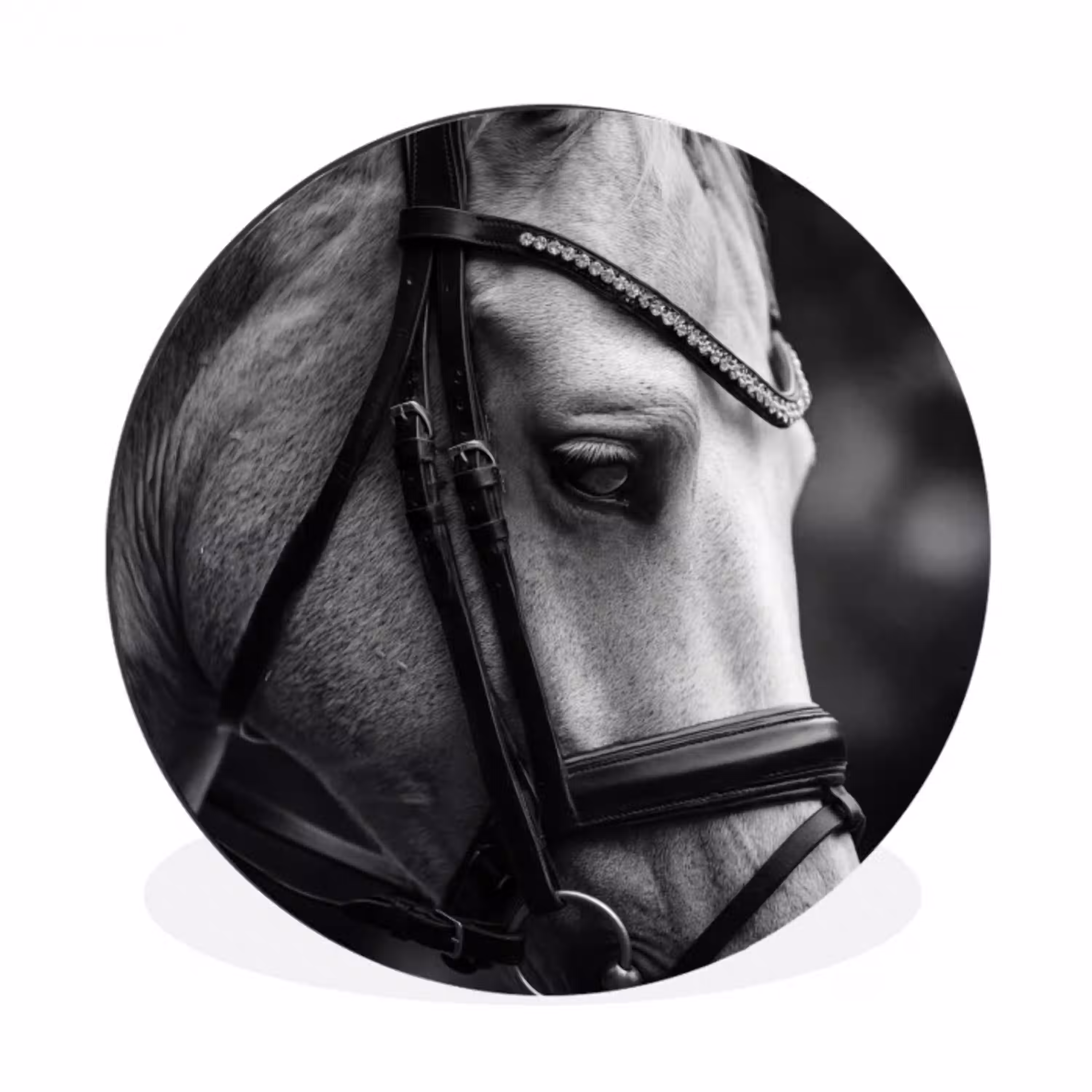 Paard - Schimmel - Portret Wandcirkel aluminium klein -3d