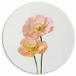 Papavers - Botanisch - Roze Wandcirkel kunststof plaat 5mm dik klein -3d