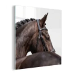 Portret - Paard - Elegant plexiglas 5mm klein -z3d