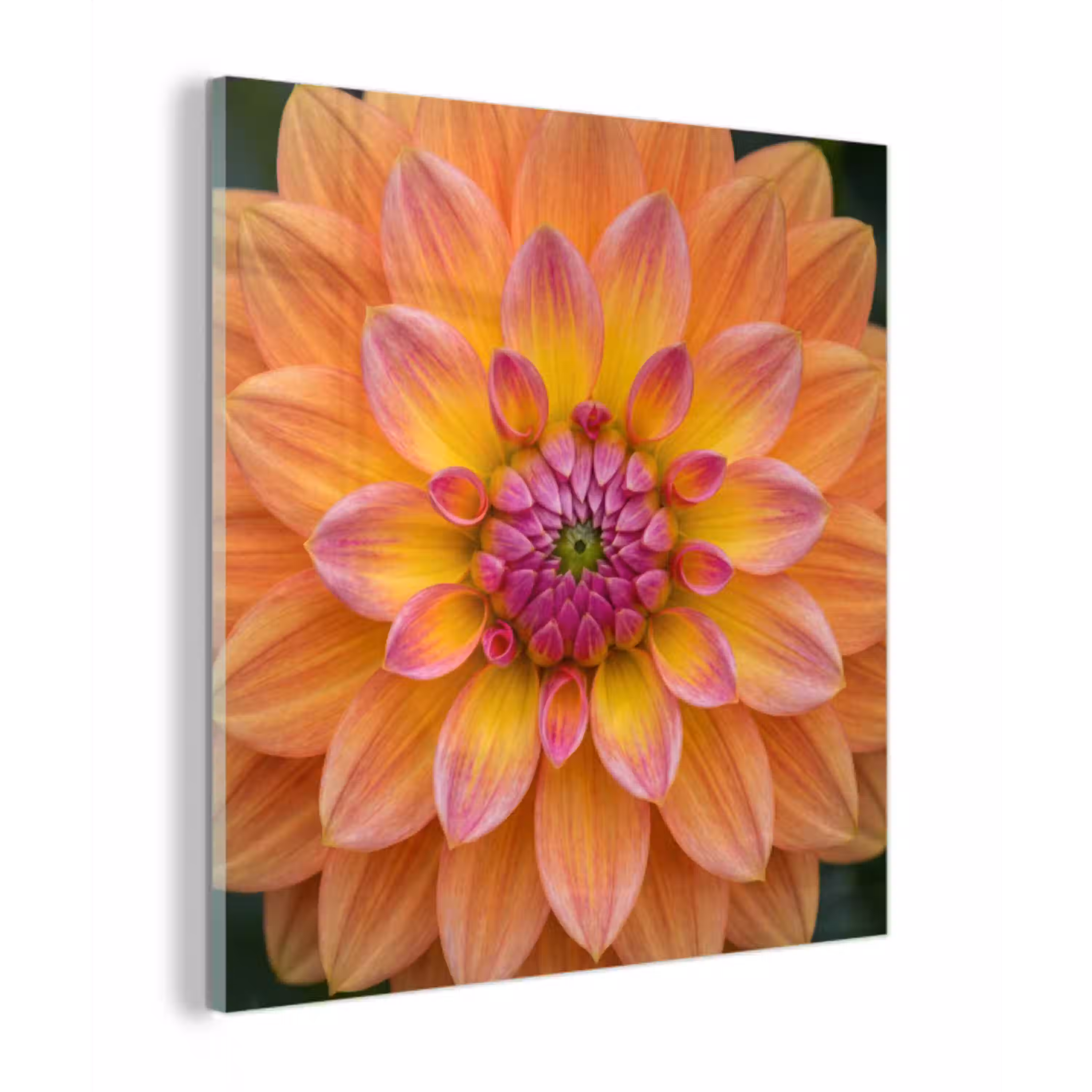 Dahlia - Bloem - Oranje plexiglas 5mm klein -z3d