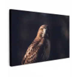 Roofvogel - Buizerd - Bruin canvas 2cm klein -z3d