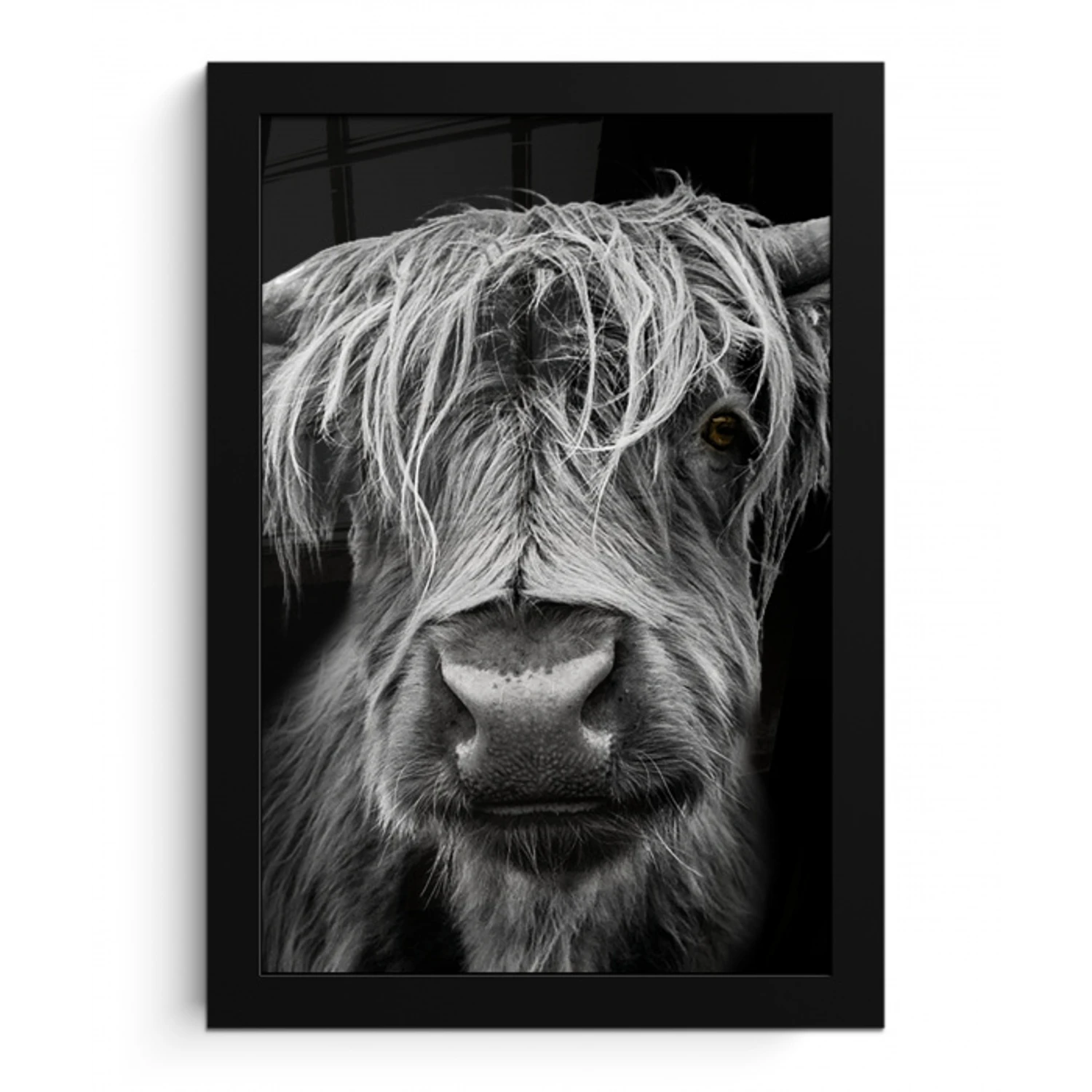 Schotse Hooglander - Horens - Zwart - Wit - Koe - Wild - Dieren fotolijst zwart zonder passe partout klein -3d