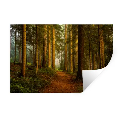 Bos - Natuur - Bomen - Landschap Muursticker klein -3d