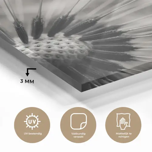 Paardenbloem - Zwart - Wit plexiglas 5mm klein -sfeer2
