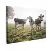 Koeien - Licht - Gras - Dieren canvas 2cm klein -z3d