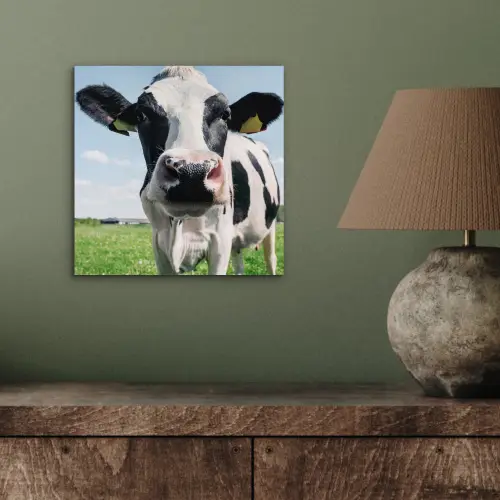 Koe - Weiland - Natuur - Dieren - Gras aluminium wit klein -sfeer2