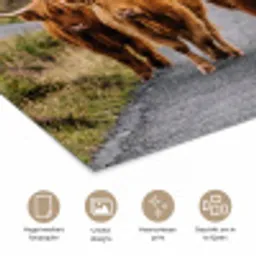 Schotse Hooglanders - Weg - Landschap - Kudde poster papier klein -closeup_NL