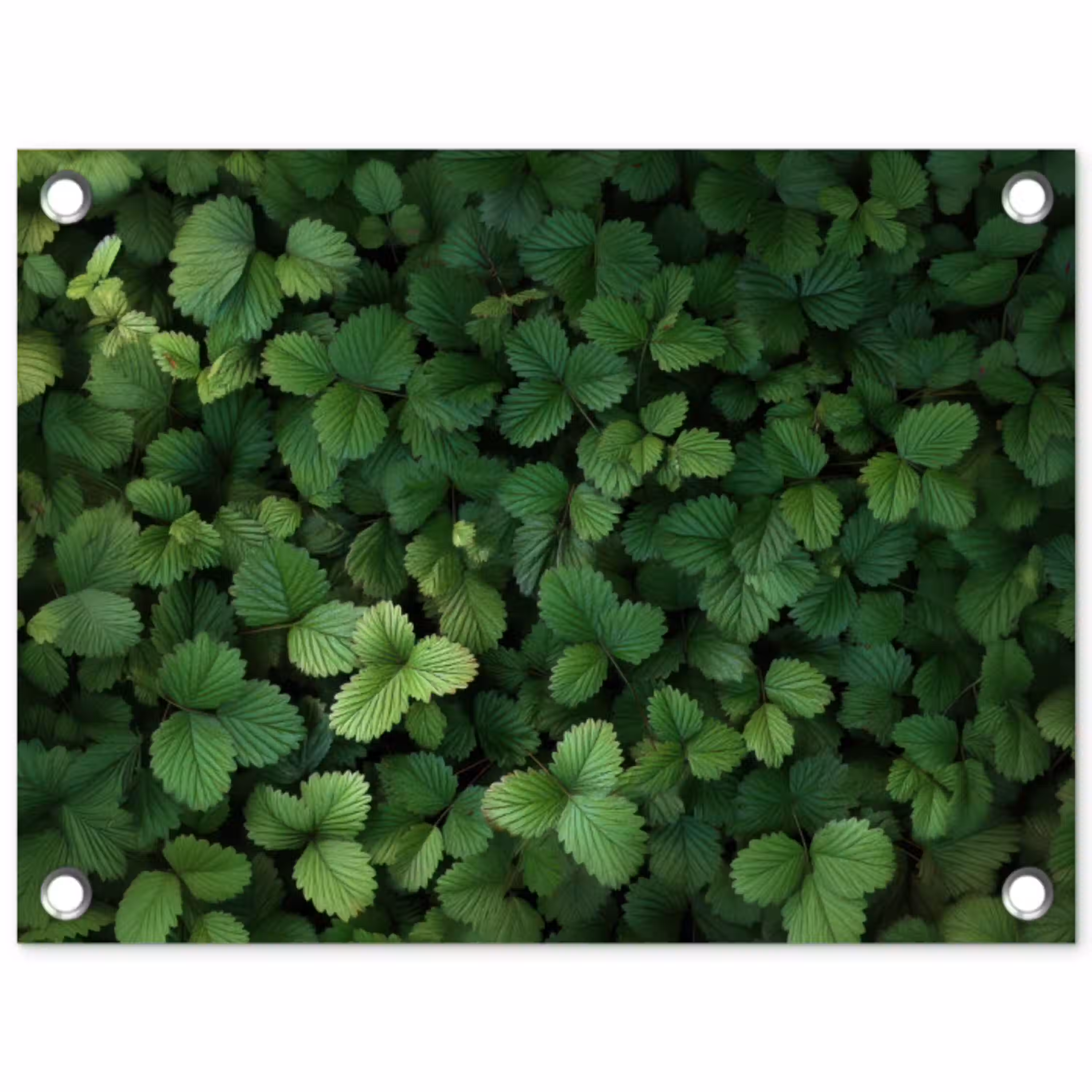 Groen - Bladeren - Kartel - Zonlicht tuinposter los doek klein -3d