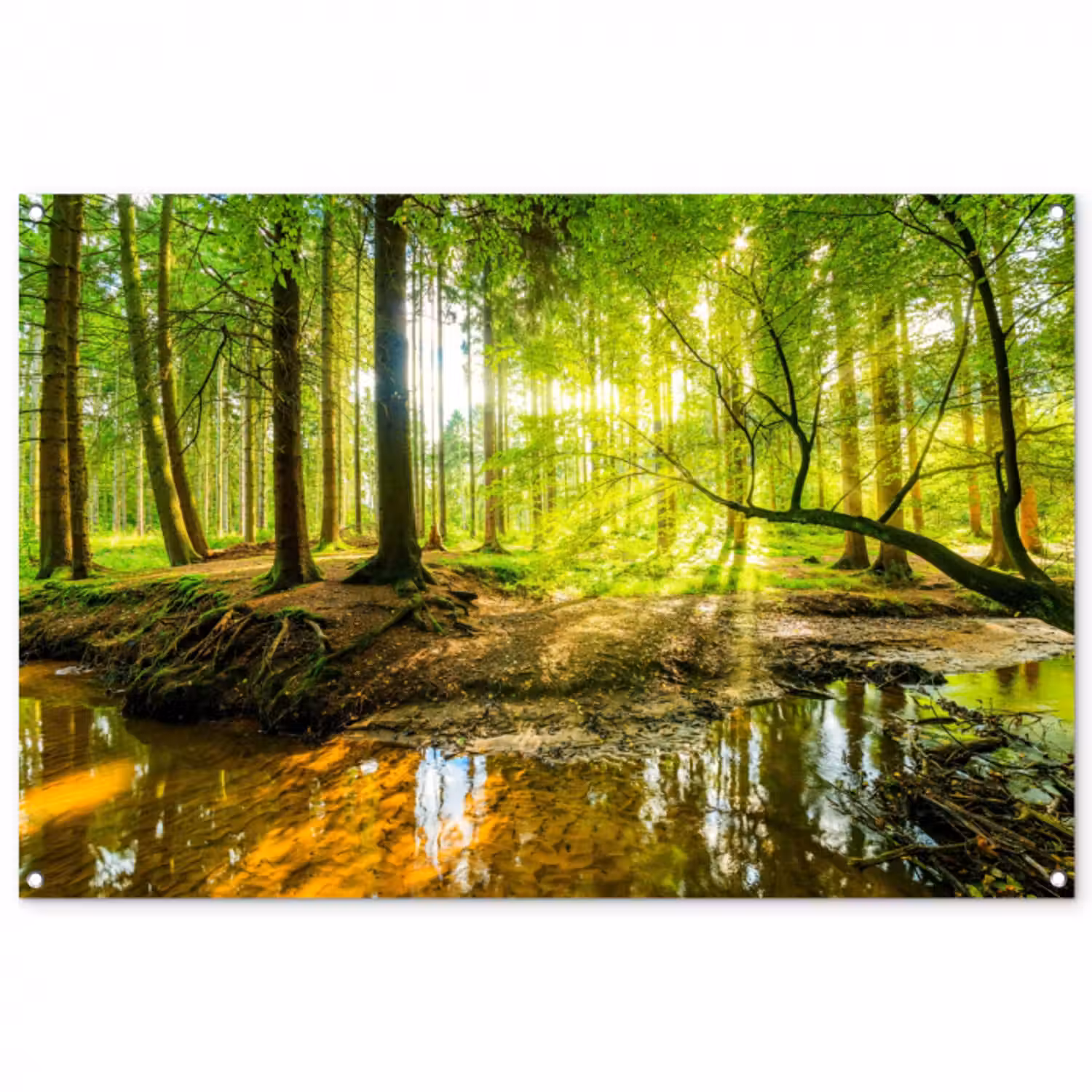 Poster d'extérieur - Rayons de soleil dans une forêt verdoyante