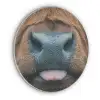 Schotse hooglander - Neus - Bruin Akoestische PET Vilt - Rond klein -3d