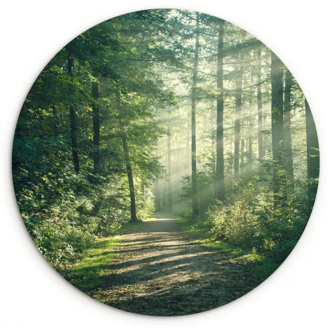 Muurcirkel - Bos - Pad - Zon - Bomen - Groen - Natuur