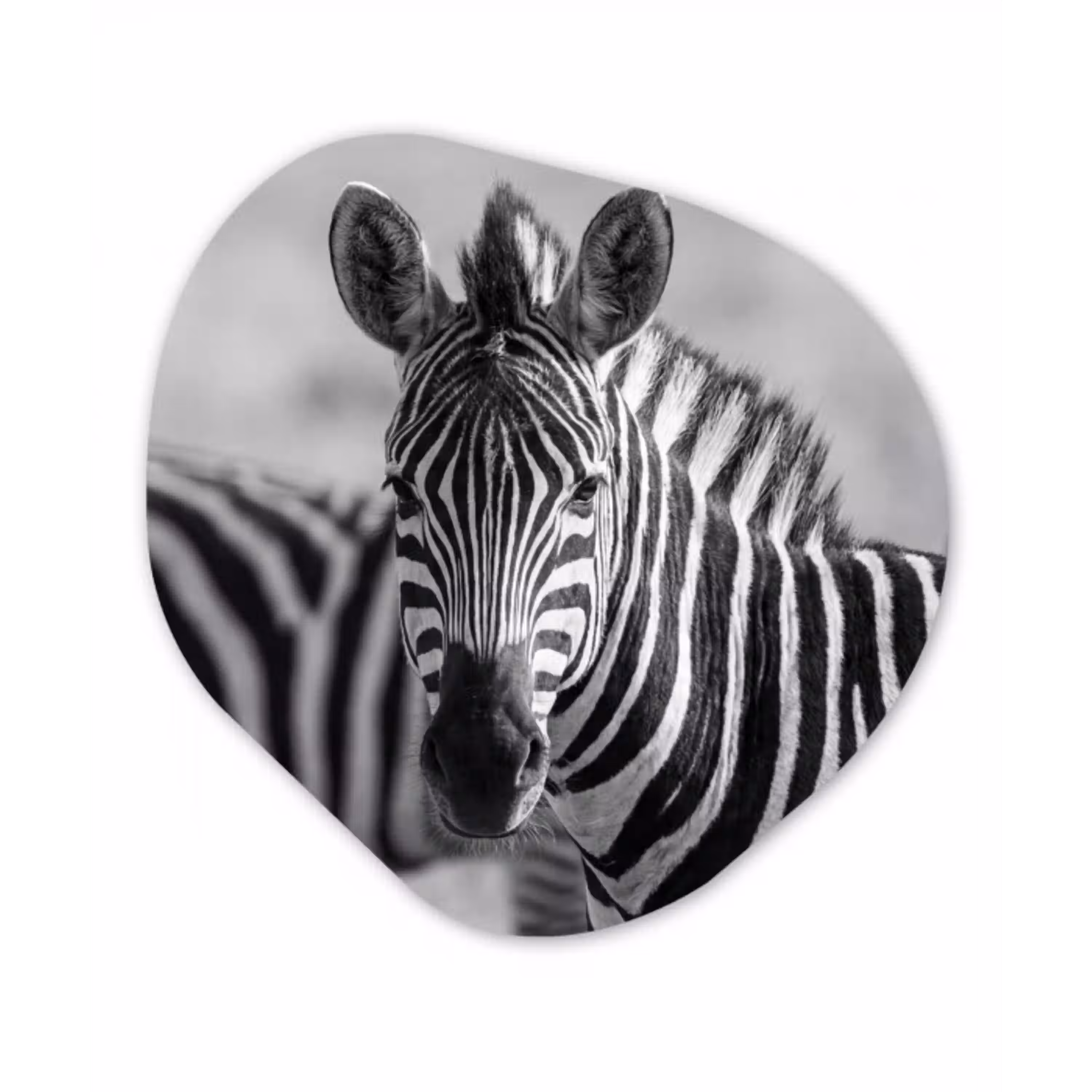 Zebra's - Zwart - Wit Wandcirkel Organisch Aluminium middel -3d