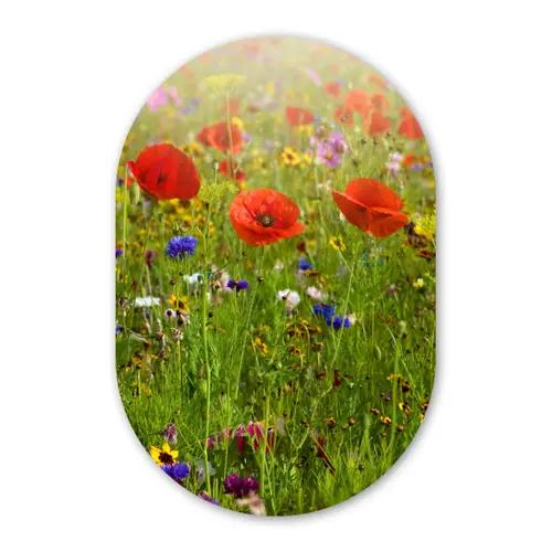 Lente - Bloemen - Rood - Klaproos - Gras - Groen Wandcirkel Ovaal Forex klein -3d