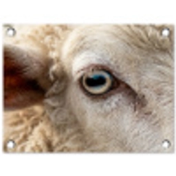 Schaap - Oog - Wit tuinposter los doek klein -3d