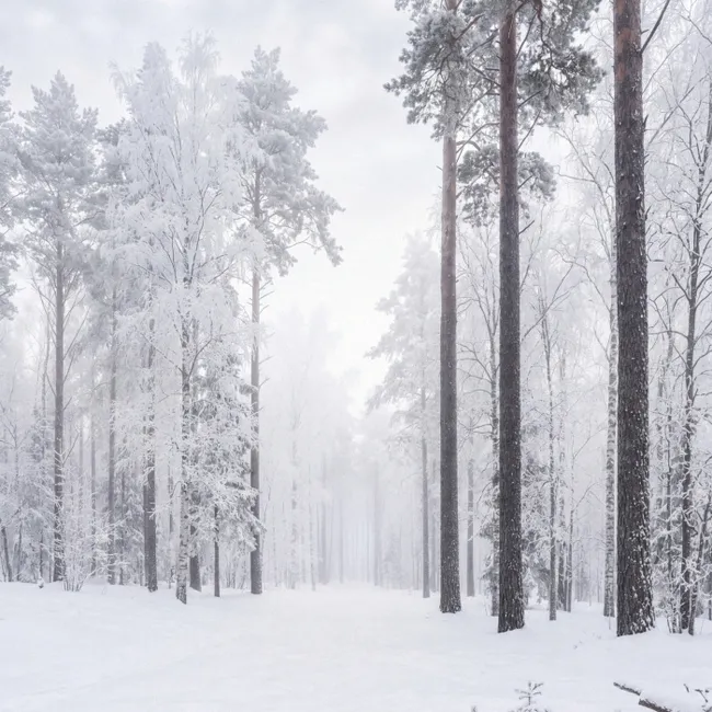 Behang - Bos - Sneeuw - Pad - Winter - Stilte