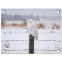 Sneeuwuil - Hek - Sneeuw - Wit tuinposter los doek klein -3d