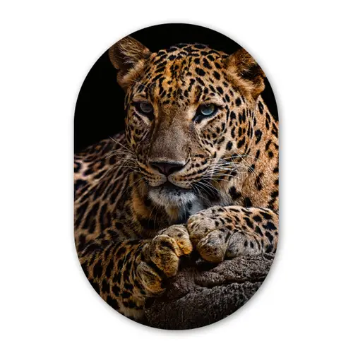 Wilde dieren - Panter - Portret - Zwart - Dieren Wandcirkel Ovaal Forex klein -3d