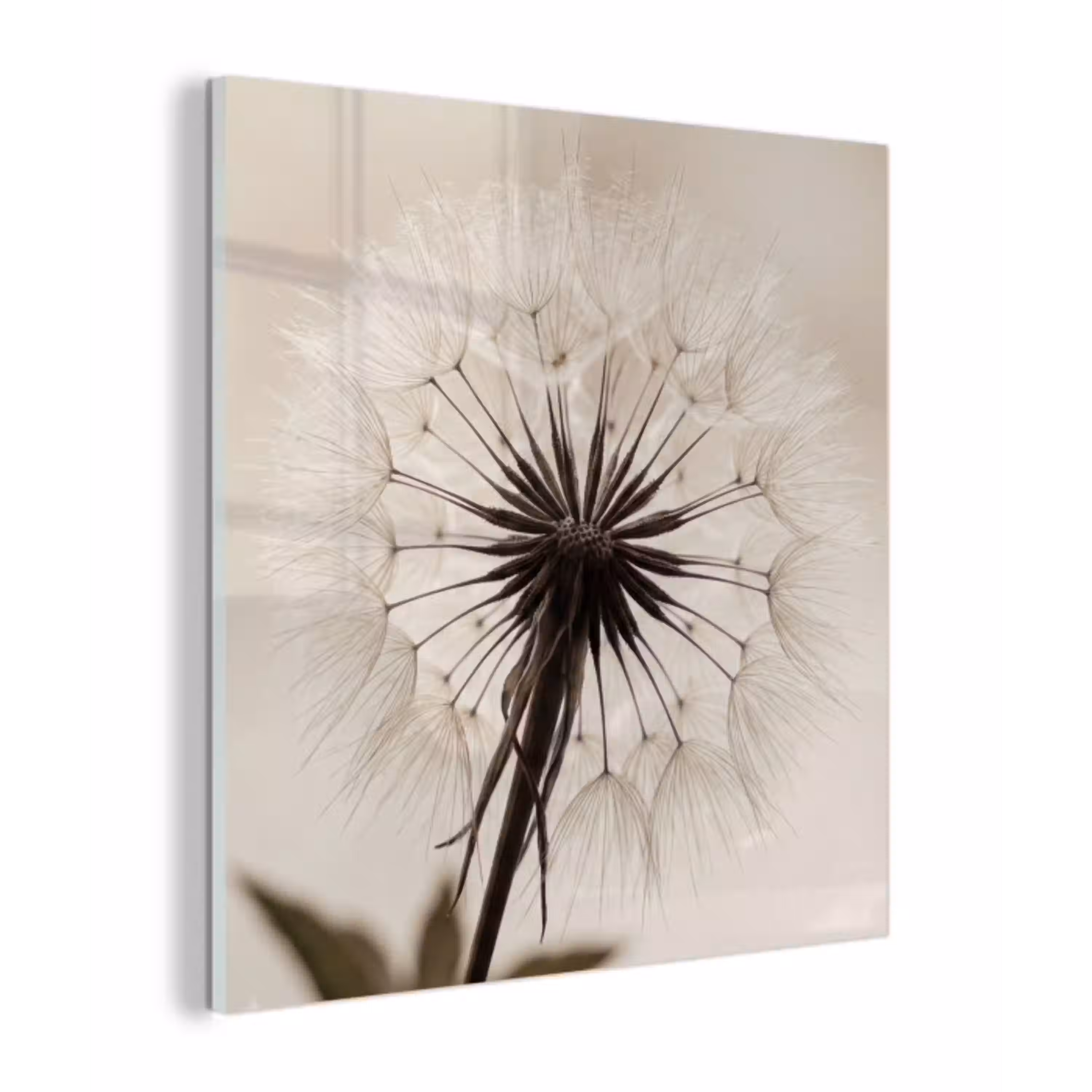 Paardenbloem - Minimalistisch - Wit plexiglas 5mm klein -z3d